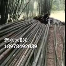 广西梧州排山竹-出口型