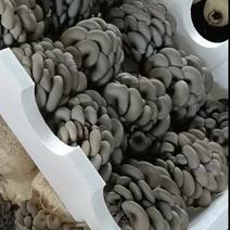 反季节精品黑平菇，质量很好，价格美丽，货源充足，欢迎骚扰