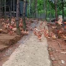 从小山上放养土鸡，养殖16个月