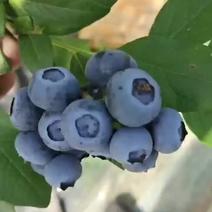 蓝莓一级果和二级果