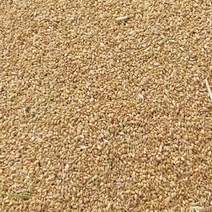 河南湿小麦水分25-35支持烘干塔大量接单南阳地区