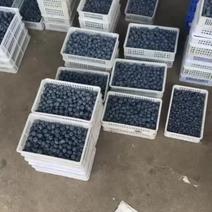 山东蓝莓大量上市，供应批发，电商，团购，商场