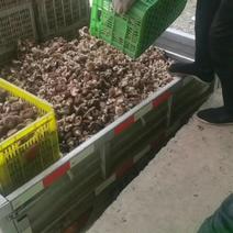 菜菇大量出货