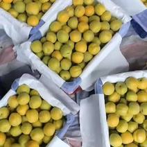 麦黄杏大量有货，加工厂，批发，零售，超市。欢迎客商