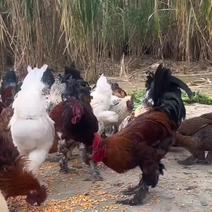 云南传统高脚土鸡老母鸡自己下蛋自己孵化一年以上