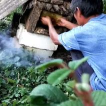 云南中华蜜蜂蜂蜜。
