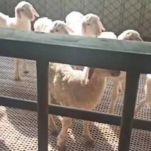 自家养殖绵羊