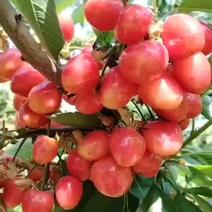 陕西大樱桃红灯笼樱桃布鲁樱桃大量有货保质保量个头大口感