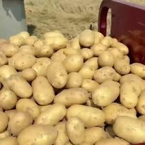沃土黄心土豆大量上市，24小时在线，支持视频看货发货。