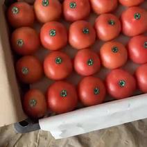 硬粉大红西红柿🍅原产地