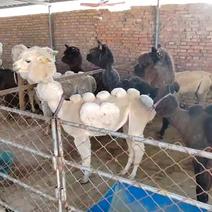 精品成年羊驼，小体羊驼，景区互动投喂专用，羊驼场家出售