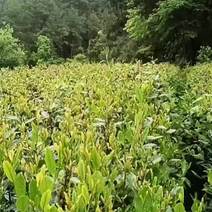 贵州省遵义生态绿茶、刀切龙井茶