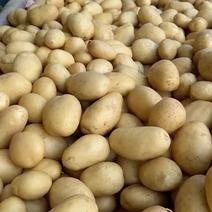 沃土5号西森V7黄心土豆货源稳定全国发货