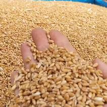 安徽干小麦质量水分都有保证支持现场监装
