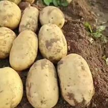 【推荐】精品土豆，价优保质走市场，支持市场商超欢迎