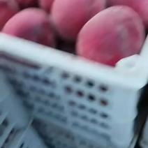 春晓桃，硬质全红桃口感脆甜适合电商团购小贩市场全国