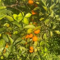 塔罗科血脐血橙产地直供品质保证价格全国发货
