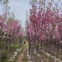 大量出售日本樱花3-7公分。基地直销