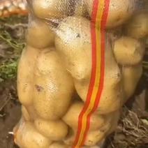 沃土5号黄心土豆个大，黄心，产地直发，四两起步
