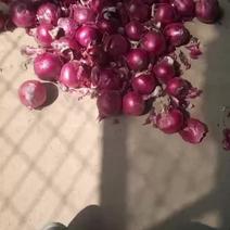 紫皮洋葱20亩出售