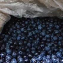 应季蓝莓冻果/加工果，抄底价格（深加工优质货源）