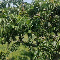 阜新酸秋子冻梨，辽宁省传统的优良地方品种。