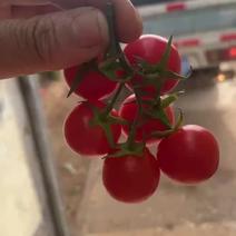 玻璃温室无土栽培樱桃小番茄