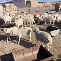 河北省张家口市尚义县活羊销售30斤到50斤都有。