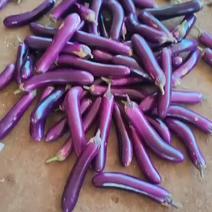 紫长茄茄子