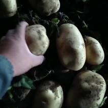 河南开封土豆，河南开封土豆种植面积15万亩左右，大量供应