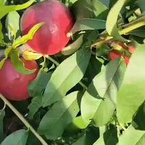 【吃过推荐】陕西油桃16油桃18大量上市产地直发代办代发