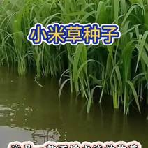 小米草种子养殖专用水草种子鱼虾蟹牧草种子高产耐水淹耐高温