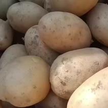 黄心沃土希森荷兰各种土豆质量保证欢迎电联
