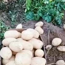 自己家种的精品土豆