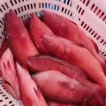 [好嘢推荐]新鲜上市海南东星斑石斑鱼，鲜活速冻全国批发