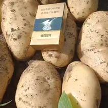 河北蔬菜基地沃土土豆大量有货，表面光滑细腻，口感好，交通