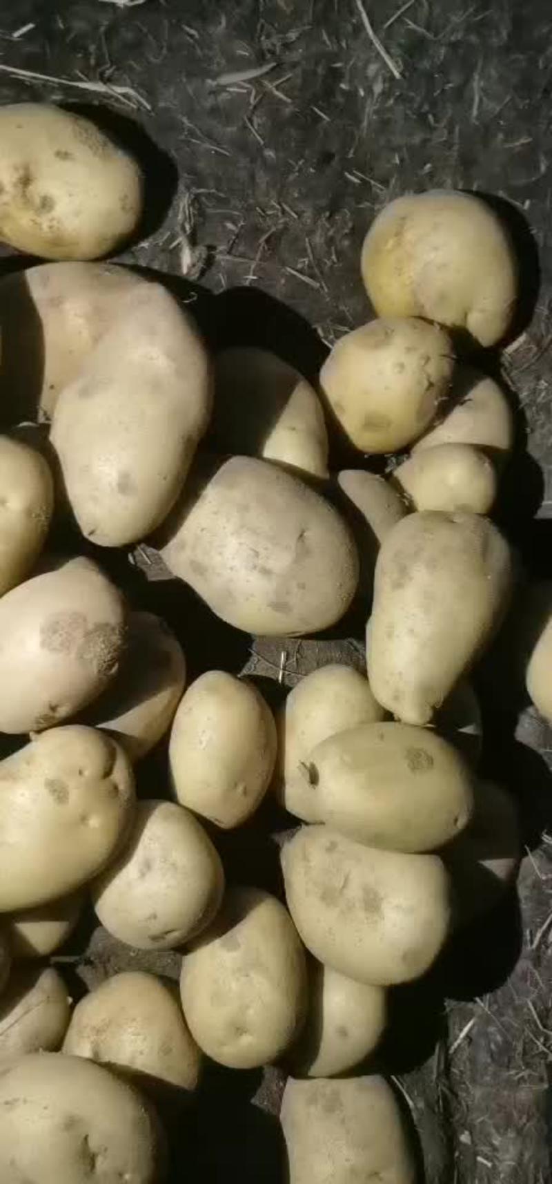 【推荐】陕西土豆大量供应保质保量欢迎大家前来咨询