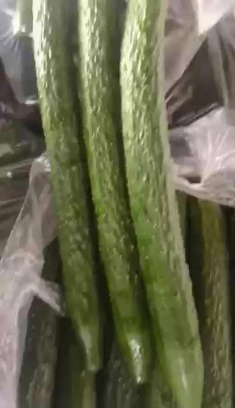 河南精品密刺黄瓜大量有货顶花带刺可视频看货