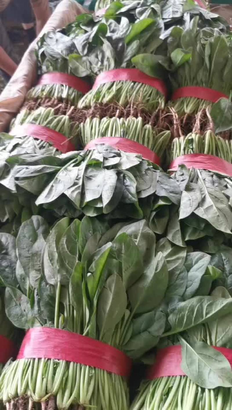 大叶菠菜山东产地优质菠菜直供价格优惠质量保证欢迎咨询