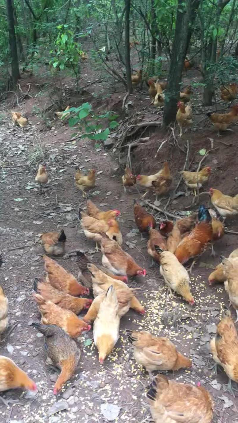 正宗散土鸡一年以上农家散养老母鸡整鸡