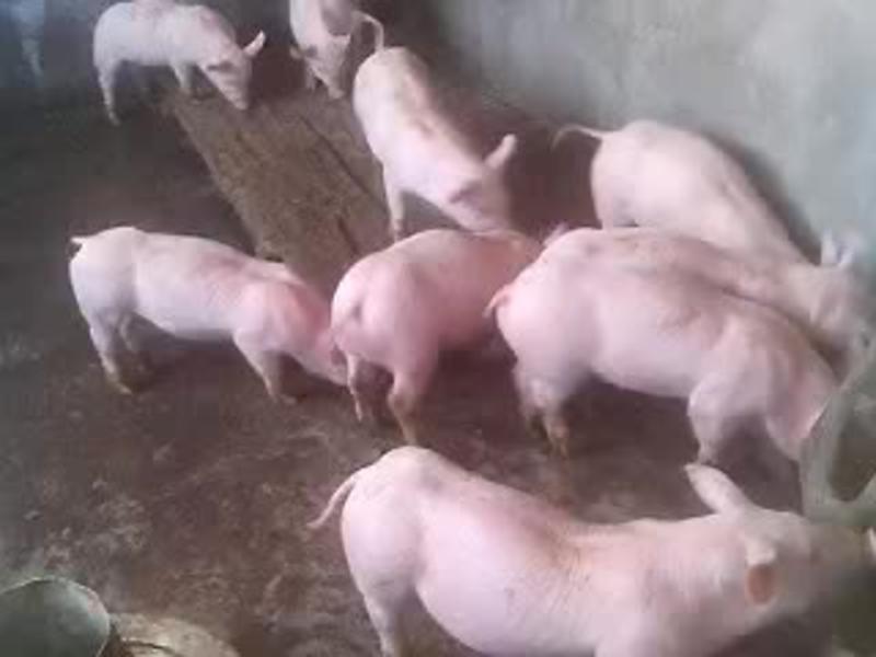福猪场直销仔猪苗黑猪黑土仔猪20~30斤货源充全国发货