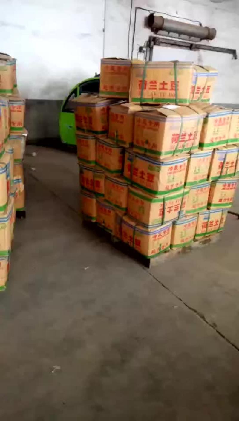 山东临沂兰陵荷兰十五土豆大量现货产地直发全国发货