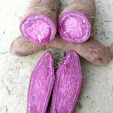 紫薯3两以上商品薯紫心
