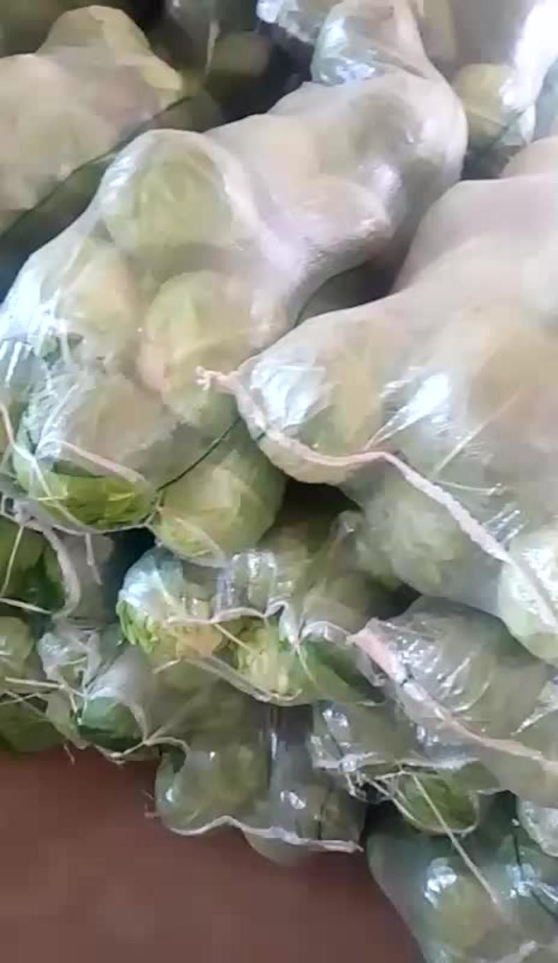 河南甘蓝精品圆包菜大量有货产地直供质量保证全国发