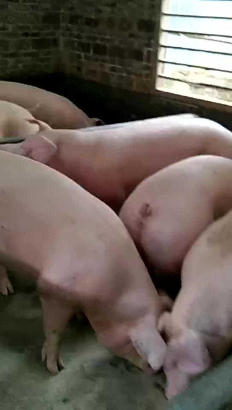 内三元、外三元生猪、大肥猪、商品猪125~200公斤
