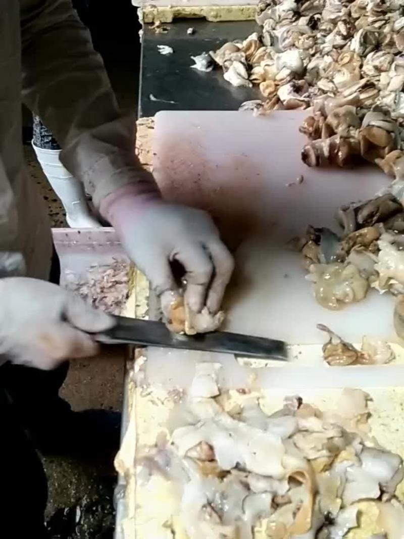 海螺食用冰冻5~10只/kg