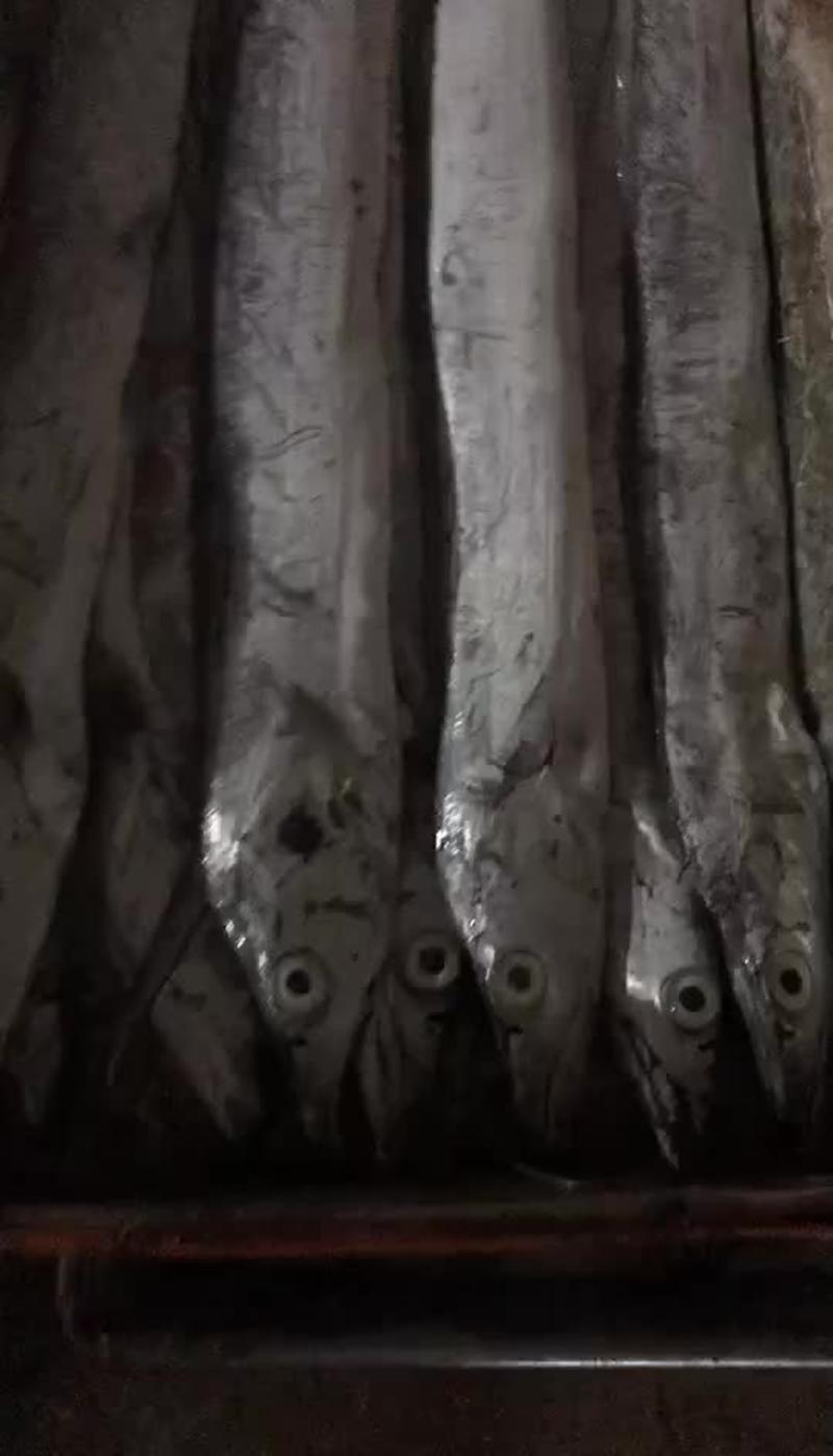 东海带鱼气冻0.5斤以下冻鱼