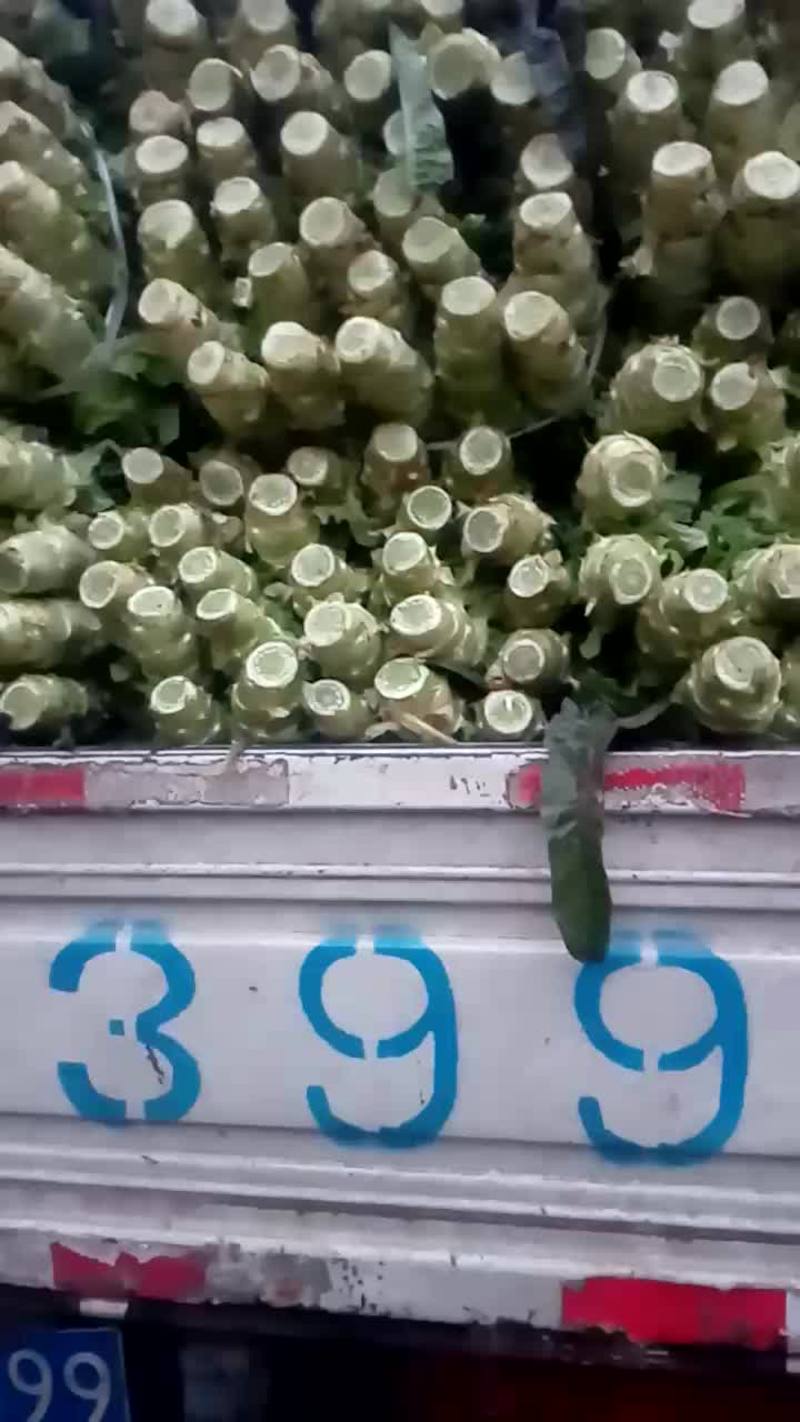 安徽省芜湖市弋江区红叶香莴苣2斤以上50~60cm