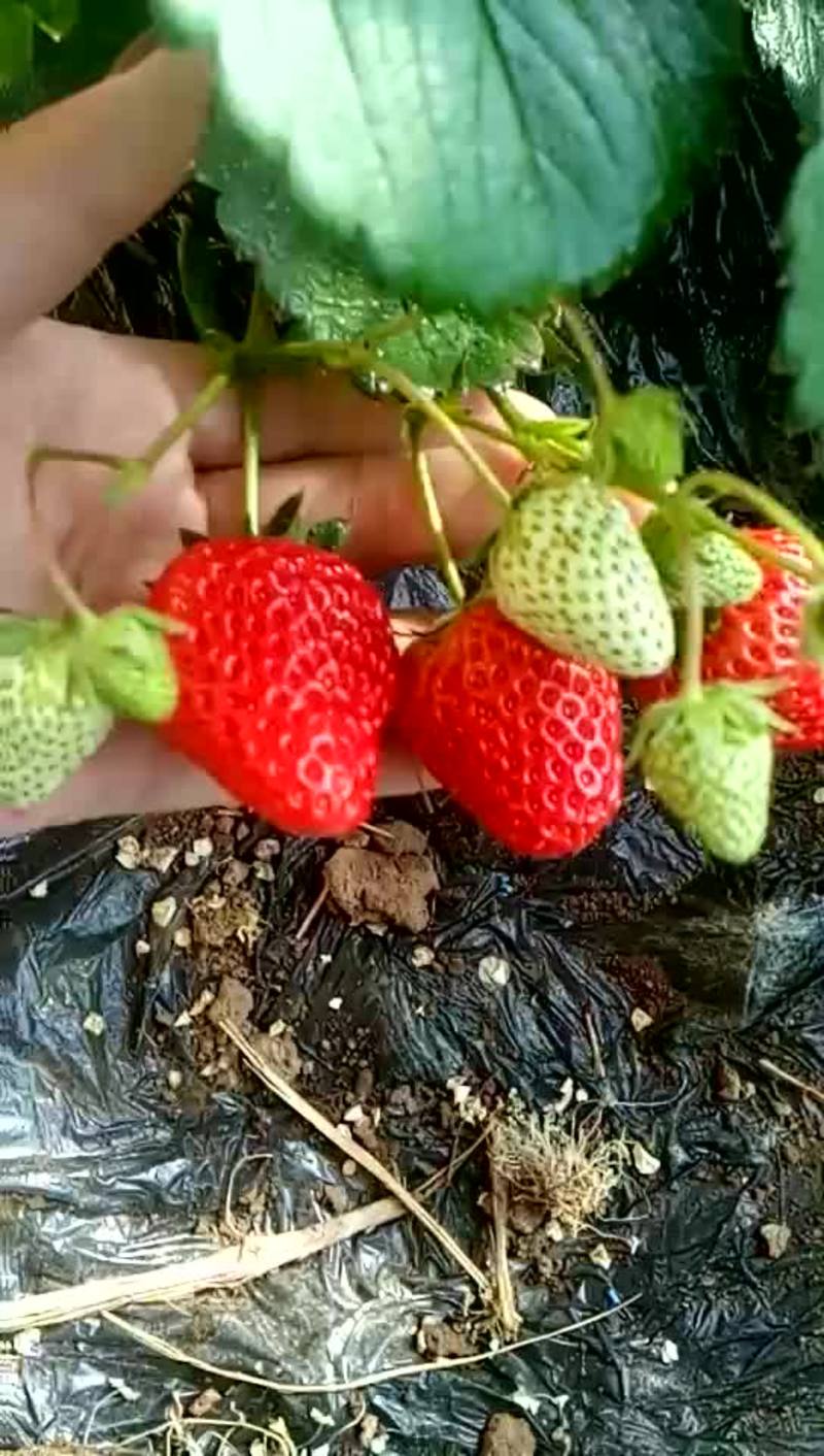 法兰地草莓苗脱毒苗，提供种植技术，苗子健壮章姬，甜查理
