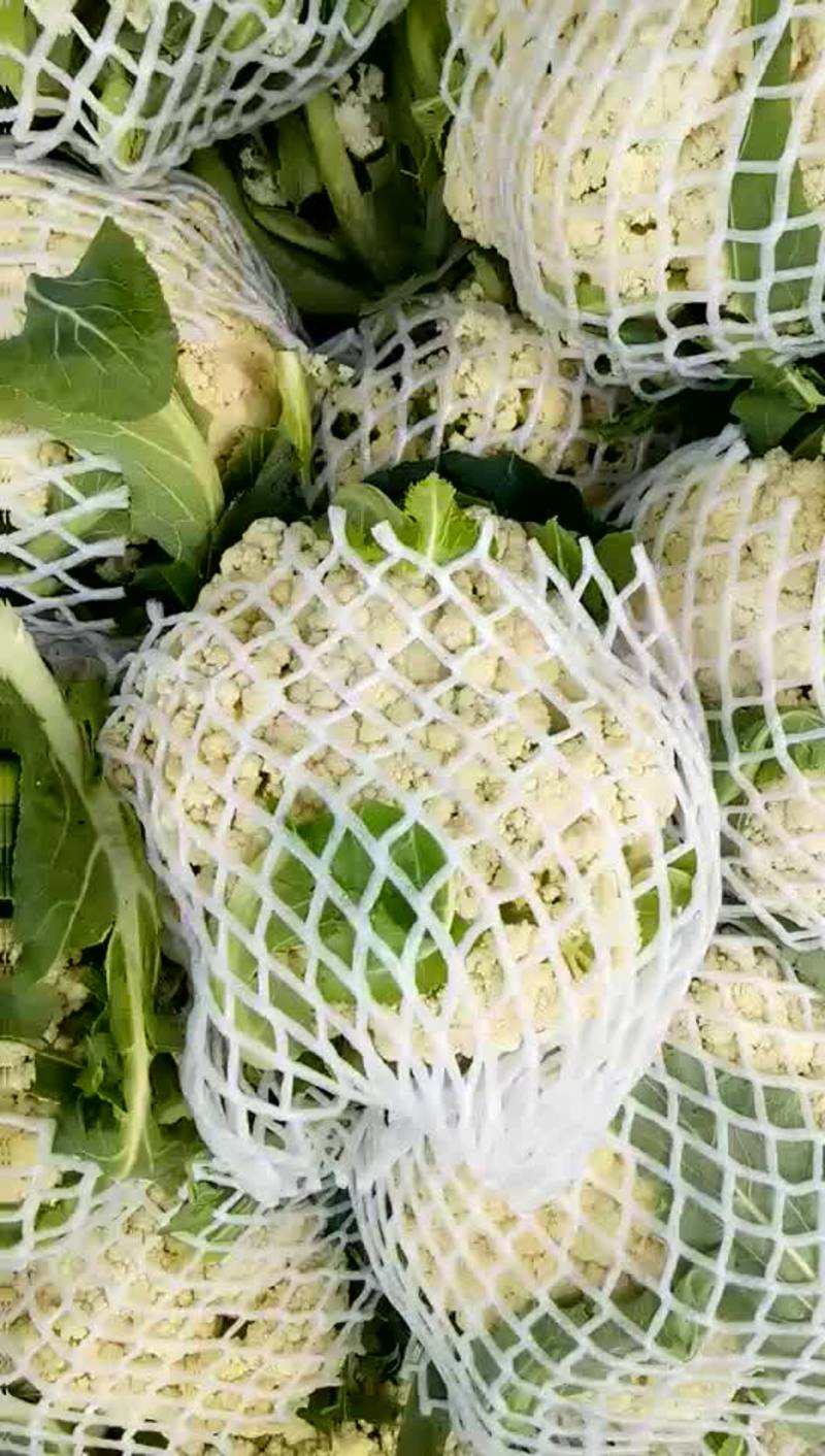 有机花菜2-3斤产地直供支持代发全国各欢迎采购